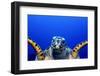 Green Turtle (Chelonia Mydas)-Stephen Frink-Framed Premium Photographic Print