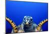 Green Turtle (Chelonia Mydas)-Stephen Frink-Mounted Premium Photographic Print