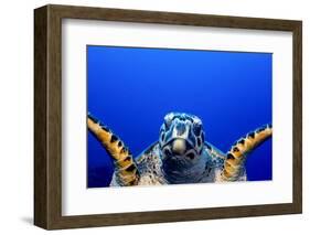 Green Turtle (Chelonia Mydas)-Stephen Frink-Framed Photographic Print