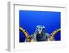 Green Turtle (Chelonia Mydas)-Stephen Frink-Framed Photographic Print