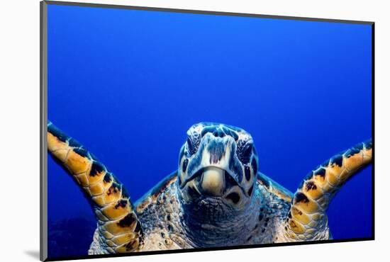 Green Turtle (Chelonia Mydas)-Stephen Frink-Mounted Photographic Print