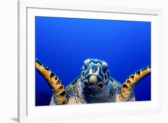 Green Turtle (Chelonia Mydas)-Stephen Frink-Framed Photographic Print