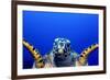 Green Turtle (Chelonia Mydas)-Stephen Frink-Framed Photographic Print