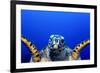 Green Turtle (Chelonia Mydas)-Stephen Frink-Framed Photographic Print