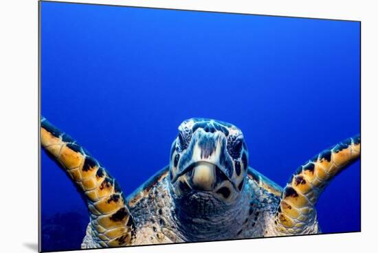 Green Turtle (Chelonia Mydas)-Stephen Frink-Mounted Photographic Print