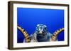 Green Turtle (Chelonia Mydas)-Stephen Frink-Framed Photographic Print