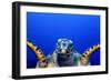 Green Turtle (Chelonia Mydas)-Stephen Frink-Framed Photographic Print