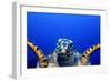 Green Turtle (Chelonia Mydas)-Stephen Frink-Framed Photographic Print