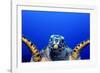 Green Turtle (Chelonia Mydas)-Stephen Frink-Framed Photographic Print