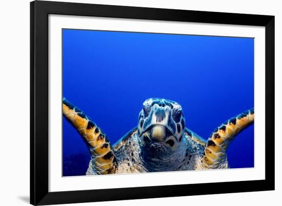 Green Turtle (Chelonia Mydas)-Stephen Frink-Framed Photographic Print