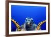 Green Turtle (Chelonia Mydas)-Stephen Frink-Framed Photographic Print