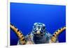 Green Turtle (Chelonia Mydas)-Stephen Frink-Framed Photographic Print