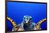 Green Turtle (Chelonia Mydas)-Stephen Frink-Framed Photographic Print