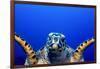 Green Turtle (Chelonia Mydas)-Stephen Frink-Framed Photographic Print