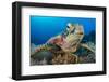 Green turtle female on a coral reef. Rock Islands, Palau, Mirconesia-Alex Mustard-Framed Photographic Print