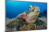 Green turtle female on a coral reef. Rock Islands, Palau, Mirconesia-Alex Mustard-Mounted Photographic Print