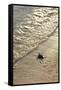 Green Turtle Hatchling-Matthew Oldfield-Framed Stretched Canvas