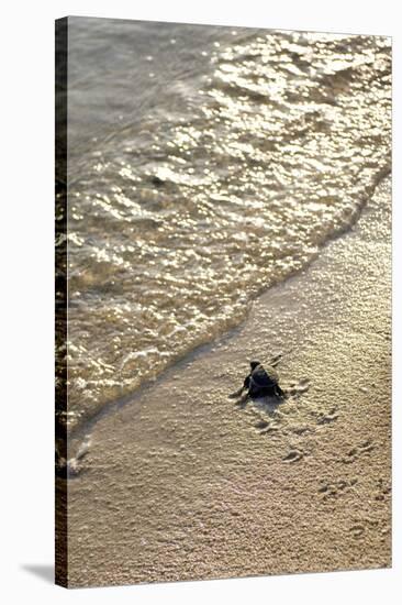Green Turtle Hatchling-Matthew Oldfield-Stretched Canvas
