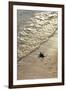 Green Turtle Hatchling-Matthew Oldfield-Framed Photographic Print