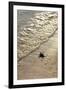 Green Turtle Hatchling-Matthew Oldfield-Framed Photographic Print