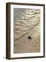 Green Turtle Hatchling-Matthew Oldfield-Framed Photographic Print