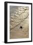 Green Turtle Hatchling-Matthew Oldfield-Framed Photographic Print