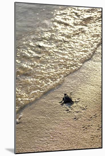 Green Turtle Hatchling-Matthew Oldfield-Mounted Photographic Print