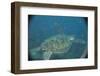 Green Turtle in Indian Ocean-Paul Souders-Framed Photographic Print