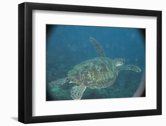 Green Turtle in Indian Ocean-Paul Souders-Framed Photographic Print