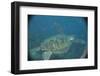 Green Turtle in Indian Ocean-Paul Souders-Framed Photographic Print