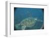 Green Turtle in Indian Ocean-Paul Souders-Framed Photographic Print