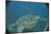 Green Turtle in Indian Ocean-Paul Souders-Mounted Photographic Print