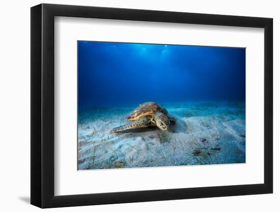 Green Turtle in the Blue-Barathieu Gabriel-Framed Photographic Print