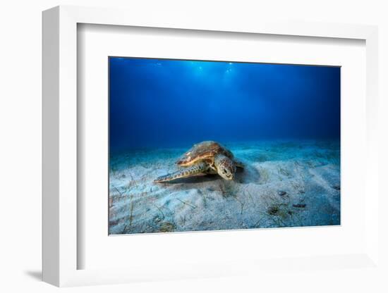 Green Turtle in the Blue-Barathieu Gabriel-Framed Photographic Print