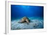 Green Turtle in the Blue-Barathieu Gabriel-Framed Photographic Print