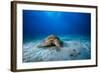 Green Turtle in the Blue-Barathieu Gabriel-Framed Photographic Print