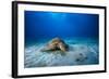 Green Turtle in the Blue-Barathieu Gabriel-Framed Photographic Print