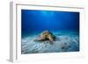 Green Turtle in the Blue-Barathieu Gabriel-Framed Photographic Print