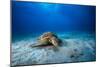 Green Turtle in the Blue-Barathieu Gabriel-Mounted Photographic Print