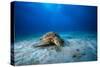 Green Turtle in the Blue-Barathieu Gabriel-Stretched Canvas