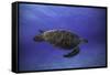 Green Turtle in the Blue-Barathieu Gabriel-Framed Stretched Canvas