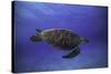 Green Turtle in the Blue-Barathieu Gabriel-Stretched Canvas