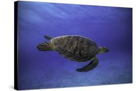 Green Turtle in the Blue-Barathieu Gabriel-Stretched Canvas