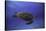 Green Turtle in the Blue-Barathieu Gabriel-Stretched Canvas