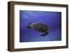 Green Turtle in the Blue-Barathieu Gabriel-Framed Photographic Print