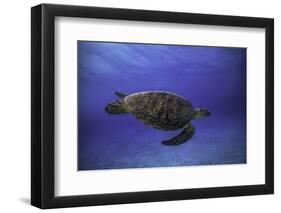 Green Turtle in the Blue-Barathieu Gabriel-Framed Photographic Print