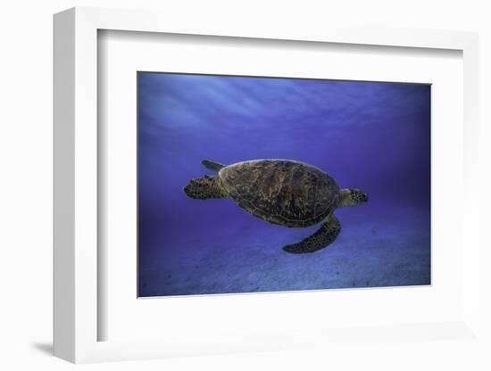 Green Turtle in the Blue-Barathieu Gabriel-Framed Photographic Print