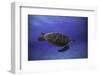 Green Turtle in the Blue-Barathieu Gabriel-Framed Photographic Print