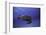 Green Turtle in the Blue-Barathieu Gabriel-Framed Photographic Print