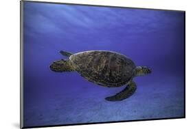 Green Turtle in the Blue-Barathieu Gabriel-Mounted Photographic Print